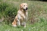 GOLDEN RETRIEVER 382